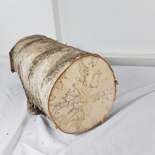 Spalted Birch Tree Trunk Stump Section - 47cm Long