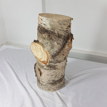 Spalted Birch Tree Trunk Stump Section - 47cm Long