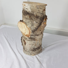 Spalted Birch Tree Trunk Stump Section - 47cm Long