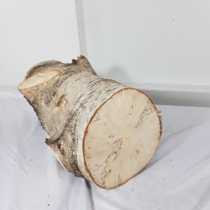 Spalted Birch Tree Trunk Stump Section - 47cm Long