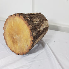 Tree Trunk Stump Section