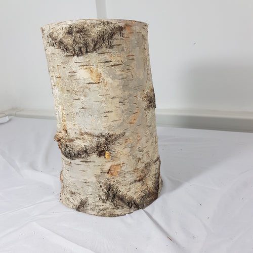 Tree Trunk Stump Section - Birch 33cm Long