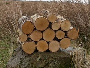 Full Round Logs - Kiln Dried Birch - 24cm Long